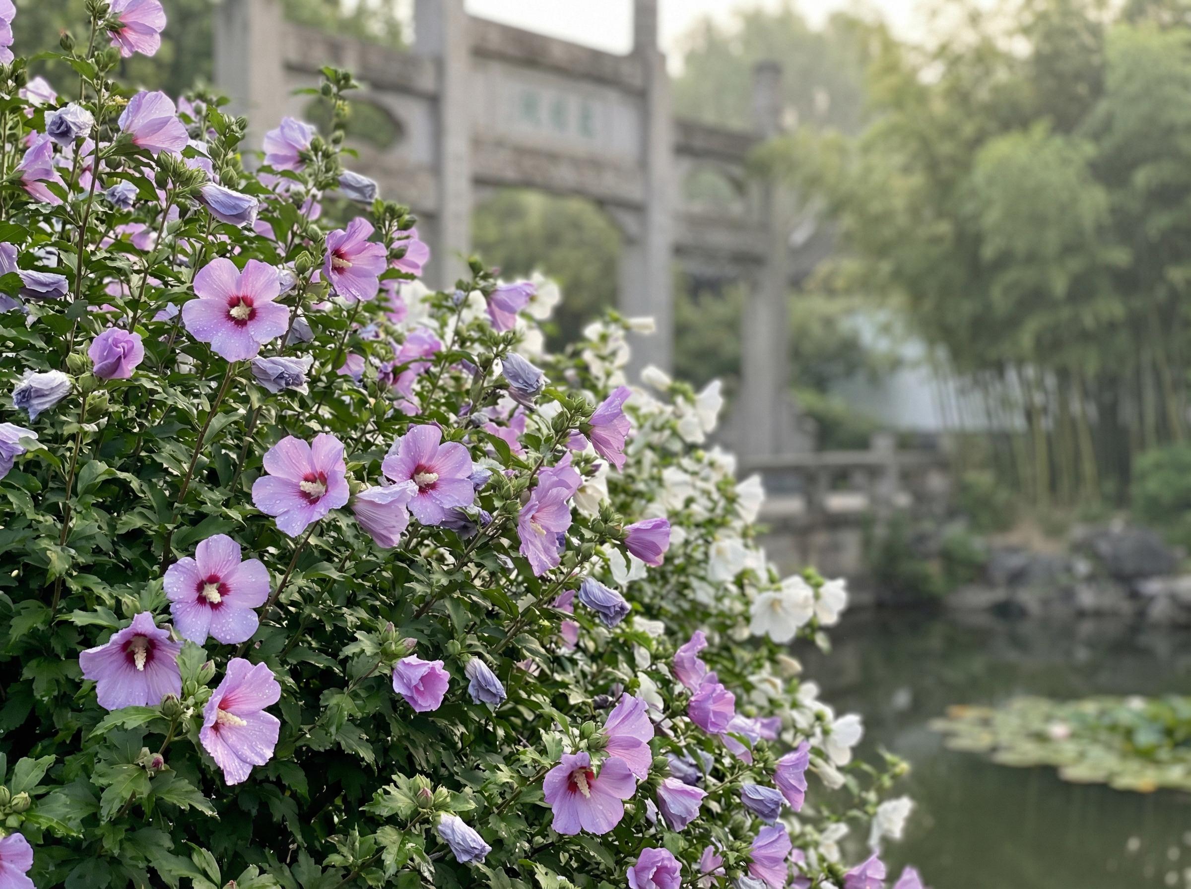 双飞双飞花卉：木槿花开四季视频记录